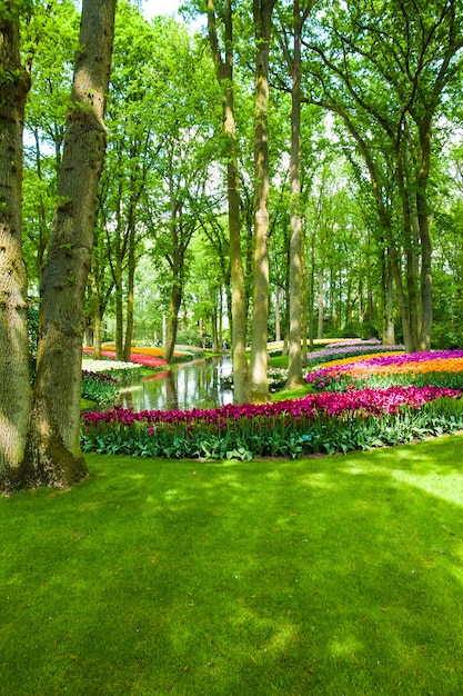 Tulpengebied in Keukenhof-Tuinen, Lisse, Nederland