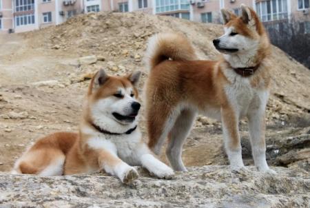 Акита–ину – собаки с самурайской выдержкой и удивительным характером