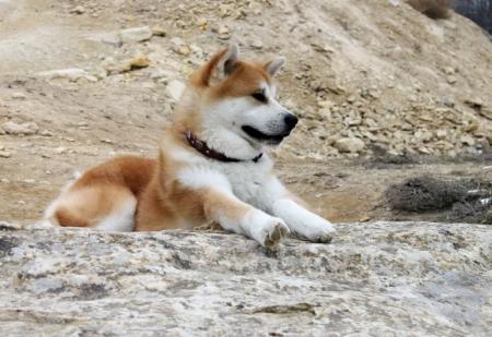 Акита–ину – собаки с самурайской выдержкой и удивительным характером