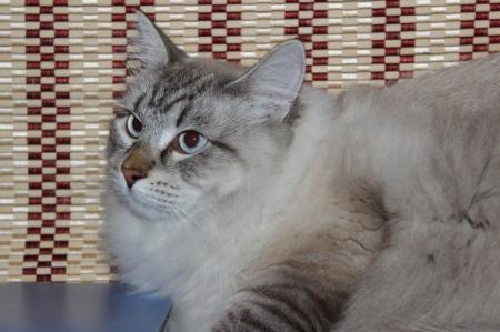 Невская маскарадная кошка — метис из России