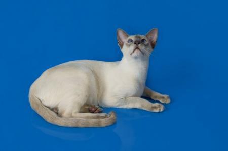 Сиамская кошка - благородство и спокойствие