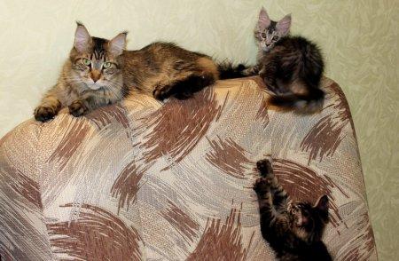 Мейн-кун – одна из самых интересных и необычных пород кошек