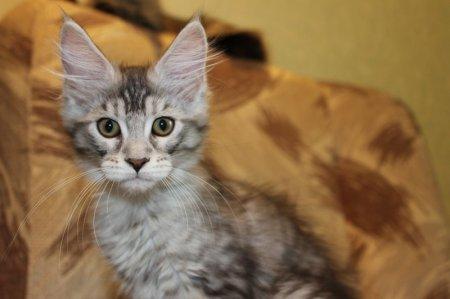 Мейн-кун – одна из самых интересных и необычных пород кошек