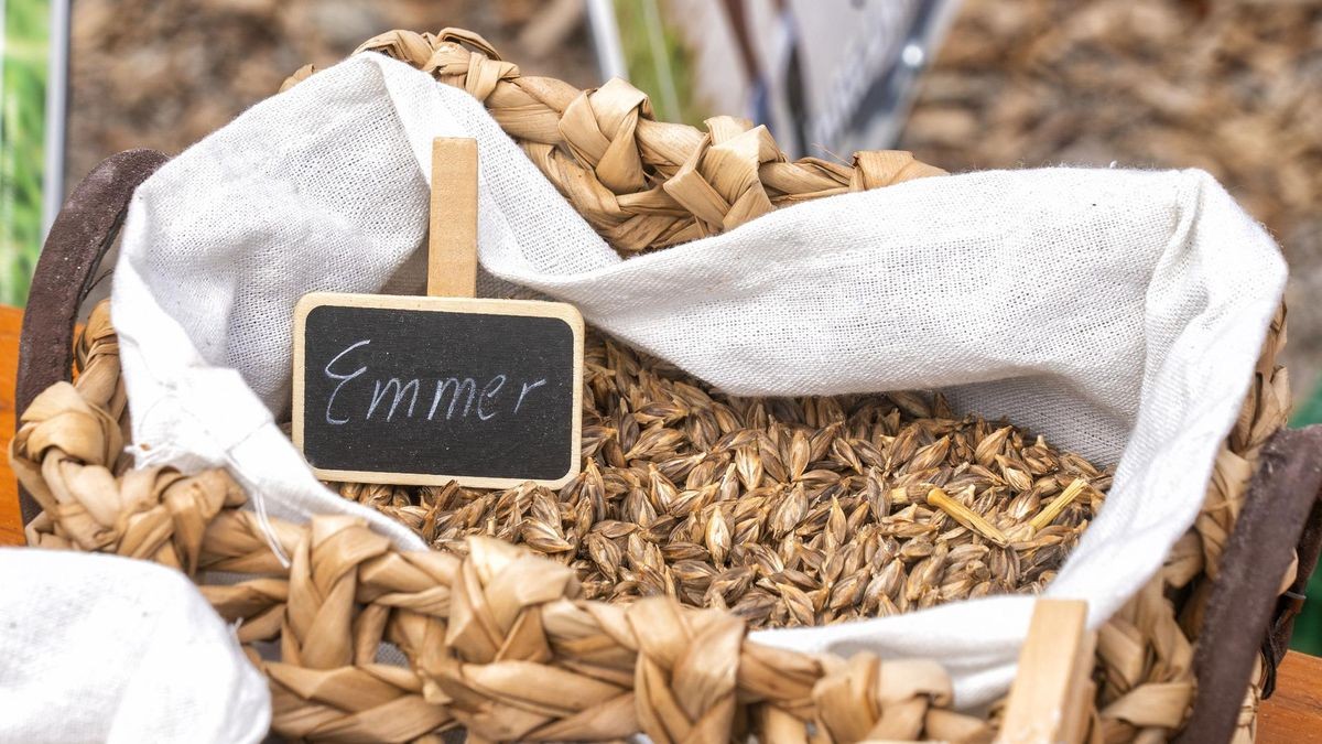 Emmer ist eines der alten Getreide, das in der Graanrepubliek in der Provinz Groningen verwendet wird.