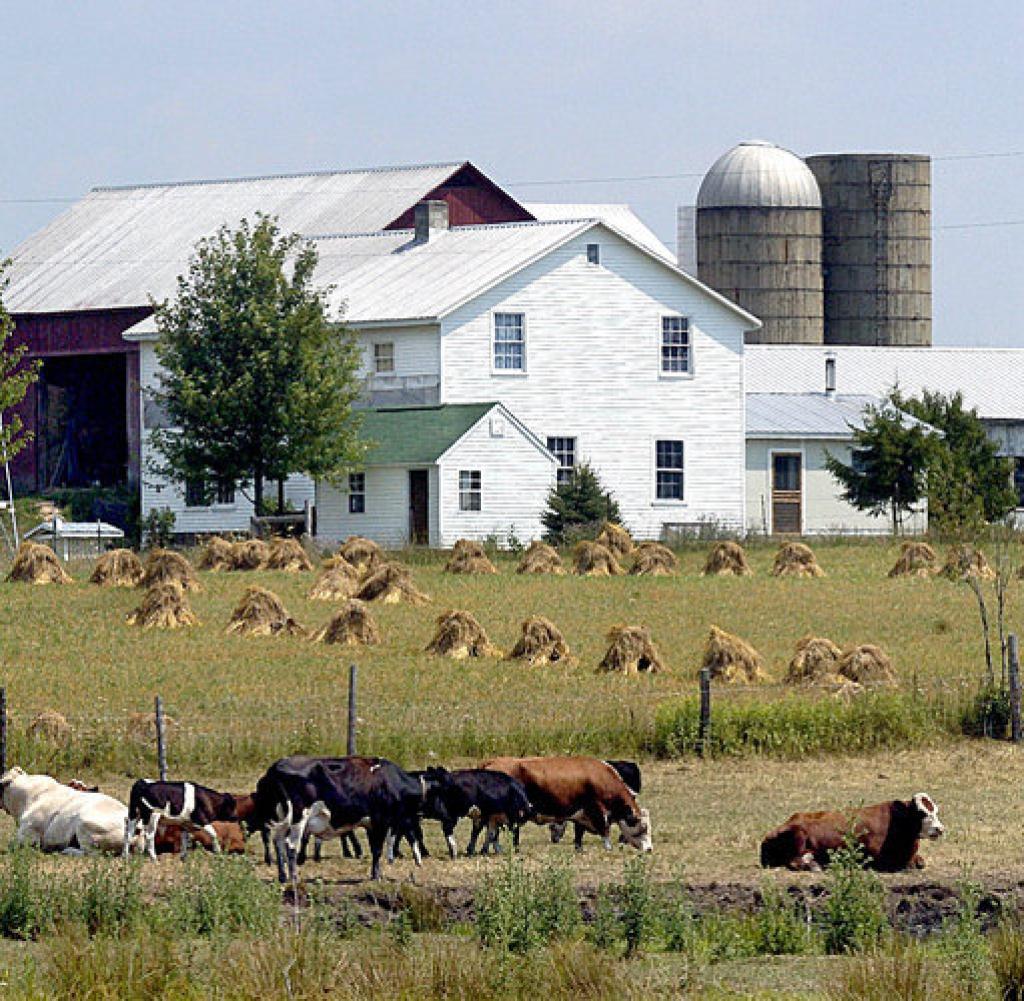 Amish People - Amischen - Tierhaltung