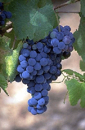 grape2 (170x258, 34Kb)