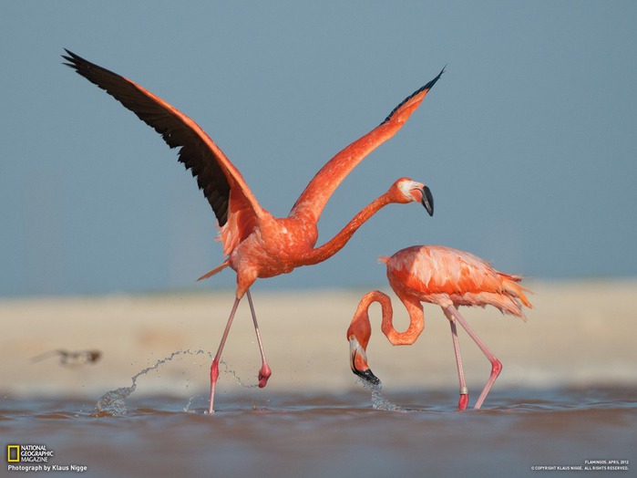 16-caribbean-flamingo-ria-lagartos_1600 (700x524, 55Kb)