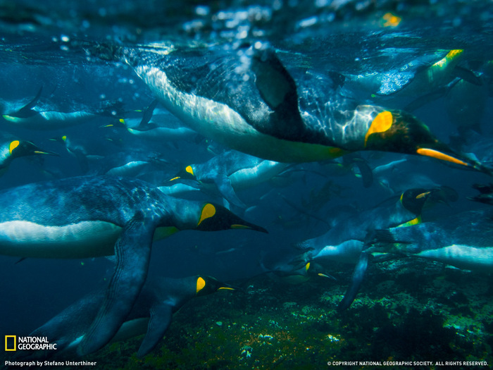 king-penguins-swimming-1255969-091709-lw (700x525, 147Kb)