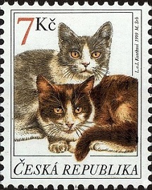 Domestic-Cat-Felis-silvestris-catus (2) (216x269, 41Kb)