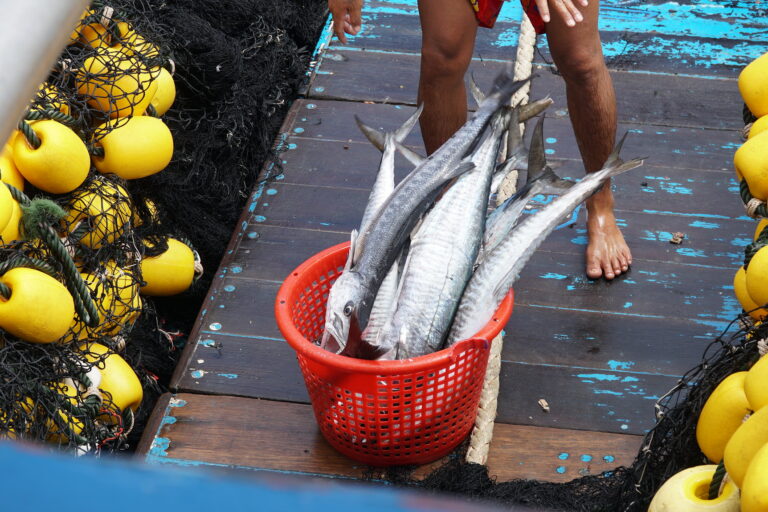 Fish catch, Thailand