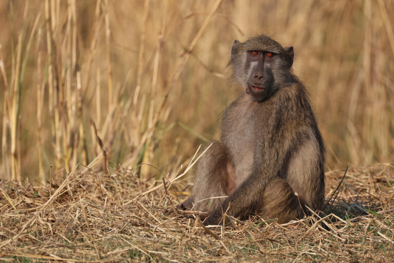 A chacma baboon in Zambia.