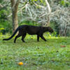 Unlike most other felids, the jaguarundi is active during the day.