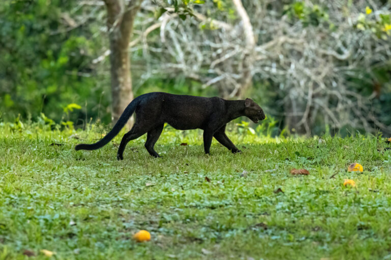 Unlike most other felids, the jaguarundi is active during the day.
