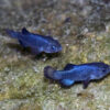 Two male specimen of the Devils Hole Pupfish (Cyprinodon diabolis) photographed in the Devil's Hole, Nevada. Photo courtesy of Olin Feuerbacher/ USFWS (CC BY 2.0)