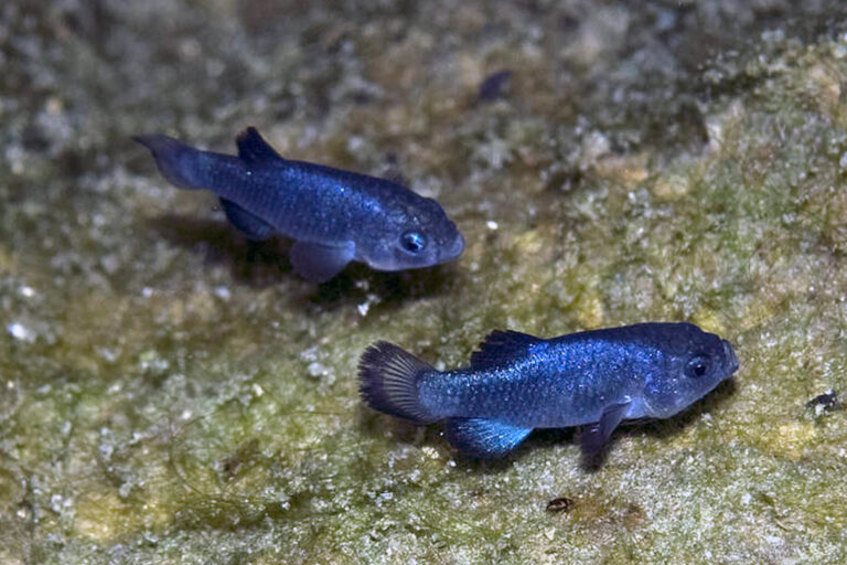 Two male specimen of the Devils Hole Pupfish (Cyprinodon diabolis) photographed in the Devil's Hole, Nevada. Photo courtesy of Olin Feuerbacher/ USFWS (CC BY 2.0)