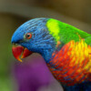 A rainbow lorikeet