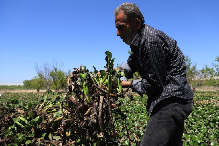 A middle-aged man in a dark gray shirt lifts an armload of water hyacinth. Image by Abd Almajed Alkarh for Mongabay.