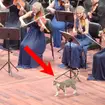 Cat wanders on stage during Beethoven’s ‘Pastoral’ Symphony at Istanbul Music Festival