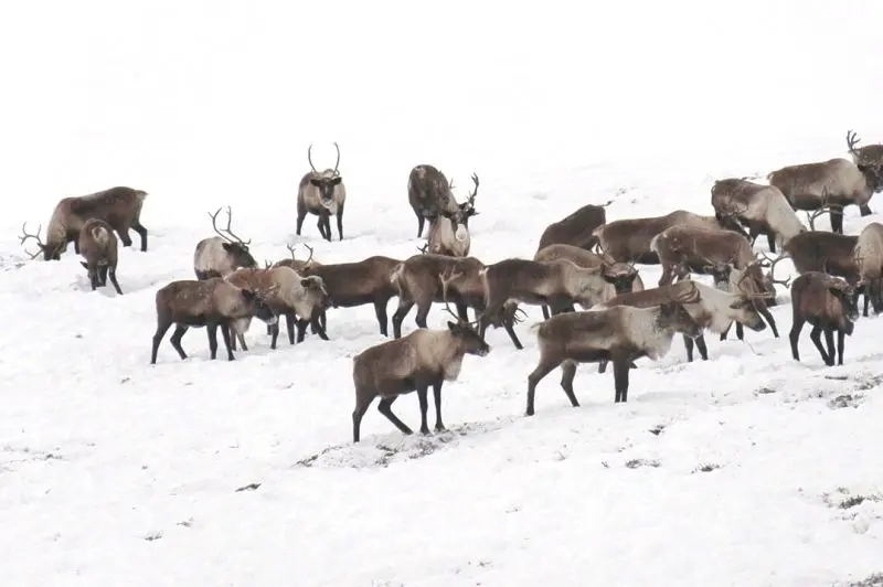 На Камчатке значительно сократилось поголовье северных оленей. Фото правительства Камчатского края.