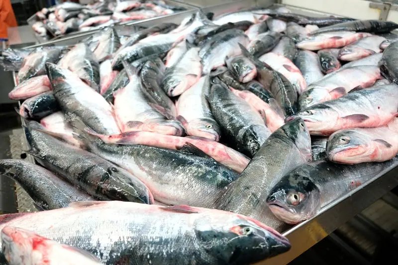 За неделю жители Камчатки вывезли с полуострова более тонны рыбы и морепродуктов