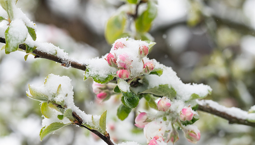 «Люблю» мороз в начале мая: в РФ из-за погодных аномалий могут подорожать фрукты, овощи и зерновые