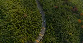 מבט מלמעלה על מכונית Jaguar שנוסעת בכביש דרך יער.