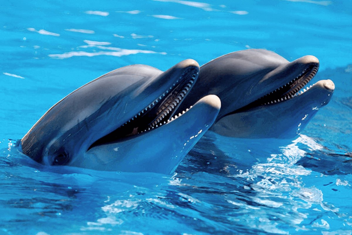 Дельфины вынуждены «кричать», чтобы услышать друг друга из-за шумового загрязнения