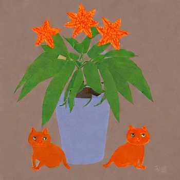 Orange Star Plant toxic to cats