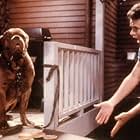 Tom Hanks and Beasley the Dog in Turner & Hooch (1989)