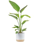 Costa Farms White Bird of Paradise, Live Indoor Plant in Modern Décor Planter, Natural Air Purifi...