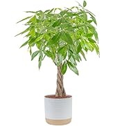 Costa Farms Money Tree Live Plant, Easy to Grow Houseplant Potted in Indoor Garden Pot, Pachira B...