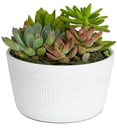 Costa Farms Live Succulent Plants, Unique Garden Collection, Fully Rooted Live Indoor Plants in M...