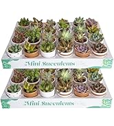 Costa Farms Succulents Live Plants (48 Pack), Live Mini Succulent Plants in Pots, Indoor Housepla...