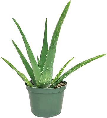 Aloe Vera (6" Grower Pot) - Low Light Succulents 6 inch - Aloe Plant - Healthy Unique Succulent - Succulent Home Decoration