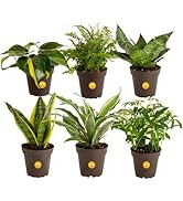 Costa Farms Live Houseplants (6 Pack), Indoor Plant Collection