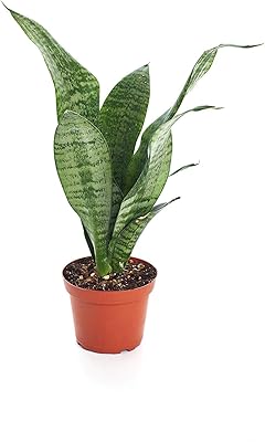 Shop Succulents | Standing Collection | Hand Selected, Air Purifying Live Sansevieria Robusta Snake Indoor House Plant in 4" Grow Pot, 4 INCH,