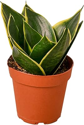 House Plant Shop | Snake 'Emerald Star' - 4" Pot | Live Indoor Plant | Easy to Care | Natural Décor Plant | Great Gifts| Free Care Guide