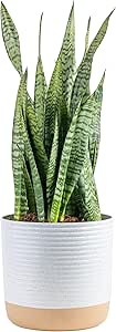 Costa Farms Premium Live Indoor Snake Sansevieria Floor Plant Shipped in Décor Planter, 2-Feet Tall, Grower&#39;s Choice, Green, Yellow