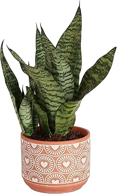 Costa Farms Live Snake Plant, Easy to Grow Houseplant in Indoor Decorative Plant Pot, Grower's Choice House Plant in Potting Soil, Housewarming Gift, Room Decor, 1-2 Feet Tall