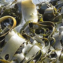 kelp-seaweed