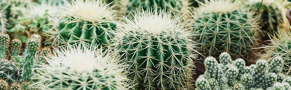 cactus-succulent-plants-soil