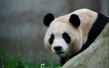 旅韩大熊猫“福宝”正式与公众见面