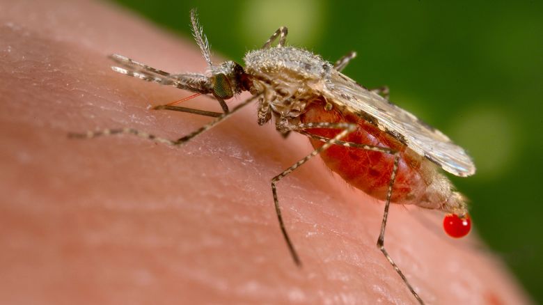An Anopheles stephensi mosquito obtains a blood meal from a human host through its pointed proboscis in this undated handout photo obtained by Reuters November 23, 2015.  A known malarial vector, the species can found from Egypt all the way to China.  Scientists have produced a strain of mosquitoes carrying genes that block the transmission of malaria, with the idea that they could breed with other members of their species in the wild and produce offspring that cannot spread the disease. REUTERS/Jim Gathany/CDC/Handout via Reuters   THIS IMAGE HAS BEEN SUPPLIED BY A THIRD PARTY. IT IS DISTRIBUTED, EXACTLY AS RECEIVED BY REUTERS, AS A SERVICE TO CLIENTS. FOR EDITORIAL USE ONLY. NOT FOR SALE FOR MARKETING OR ADVERTISING CAMPAIGNS