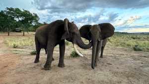 Elefanten passen ihre Begrüßung der Situation an