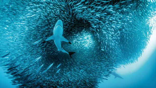 Bronzehaie attackieren einen riesigen Sardinenschwarm der sich zur Abwehr zu einem sogenannten „bait ball“  (deutsch: »Köderball«) formiert.