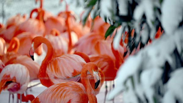 Dicht an dicht: Flamingos stehen im Kölner Zoo eng beisammen, um sich gegen die Kälte zu schützen.