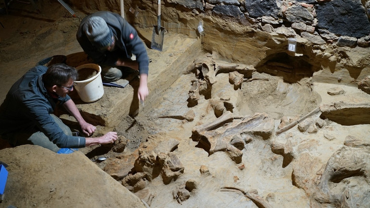 Überraschung bei Umbauarbeiten: Experten legen die Knochen des Mammuts im Weinkeller frei.