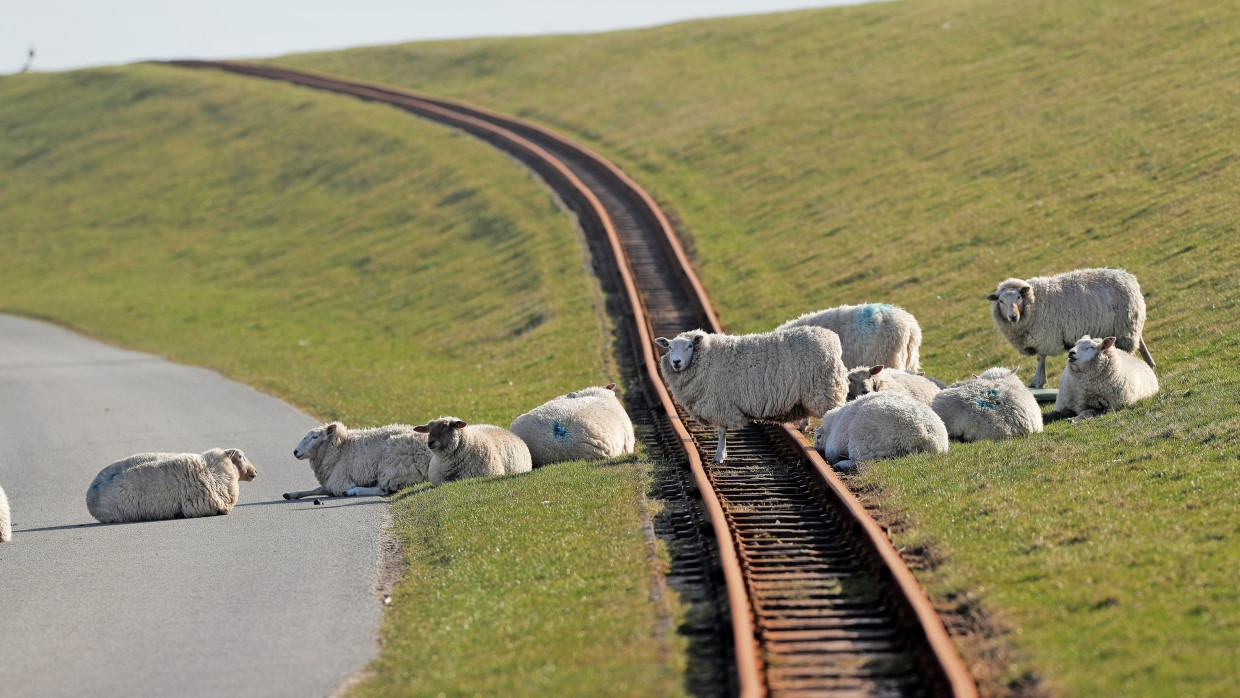 Rum oder runter – das ist hier die Frage: Schafe beim Transfer der Bahnlinie zum Hallig Nordstrandischmoor