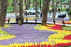 Фестиваль тюльпанов в Стамбуле - 11,5 миллионов цветов