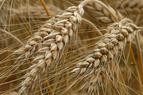 Проект по поставке 1 млн тонн зерна в Турцию на стадии проработки - МИД РФ